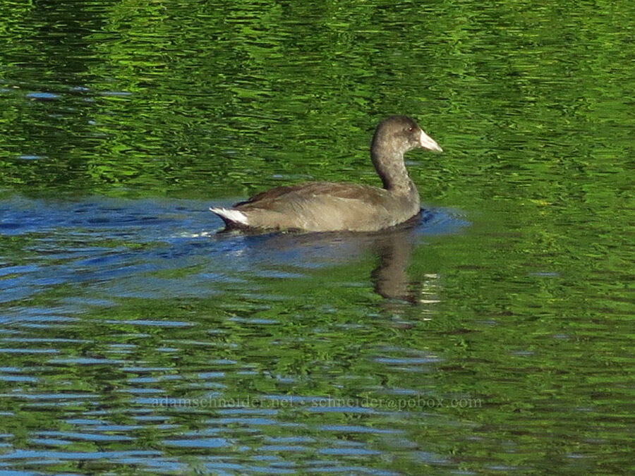 American coot (Fulica americana) [Trout Lake Natural Area Preserve, Klickitat County, Washington]