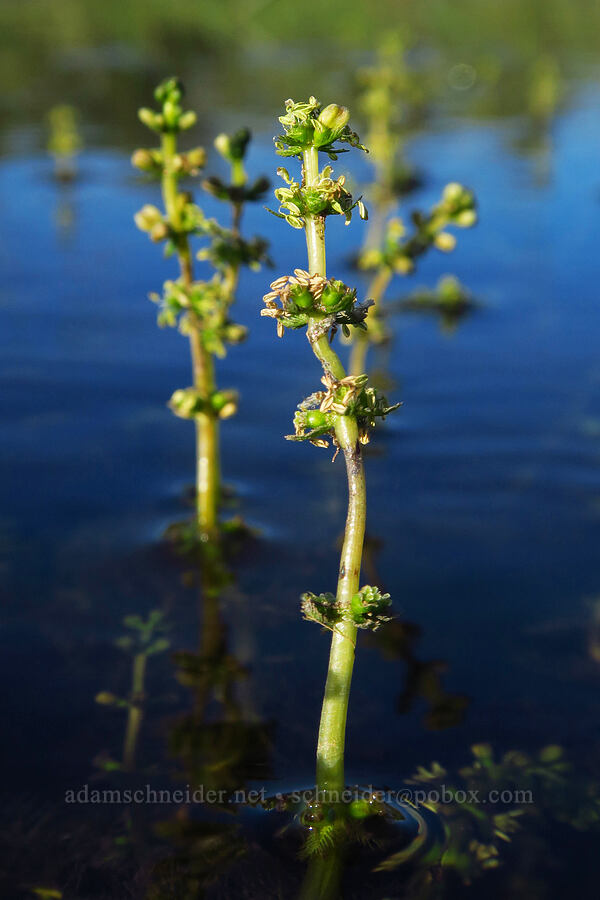 northern water-milfoil (Myriophyllum sibiricum) [Trout Lake Natural Area Preserve, Klickitat County, Washington]