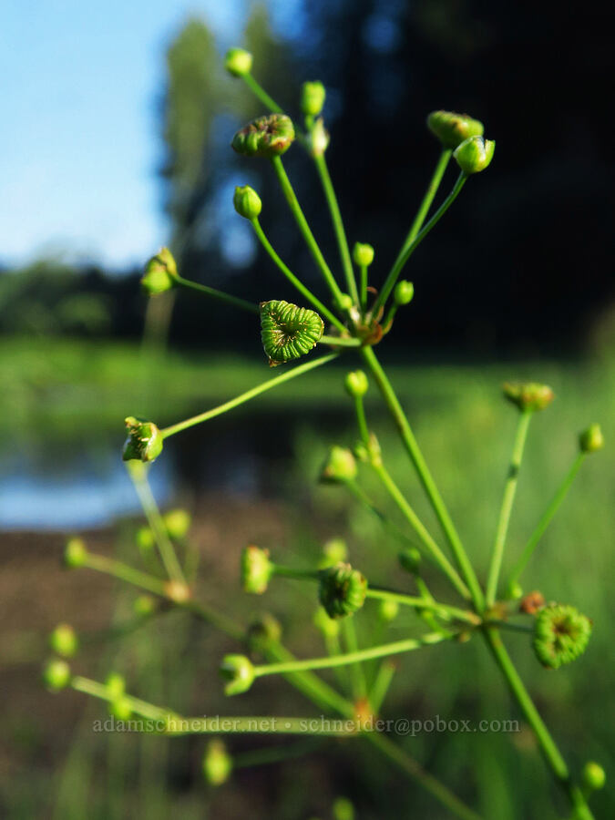 American water-plantain (Alisma triviale) [Trout Lake Natural Area Preserve, Klickitat County, Washington]