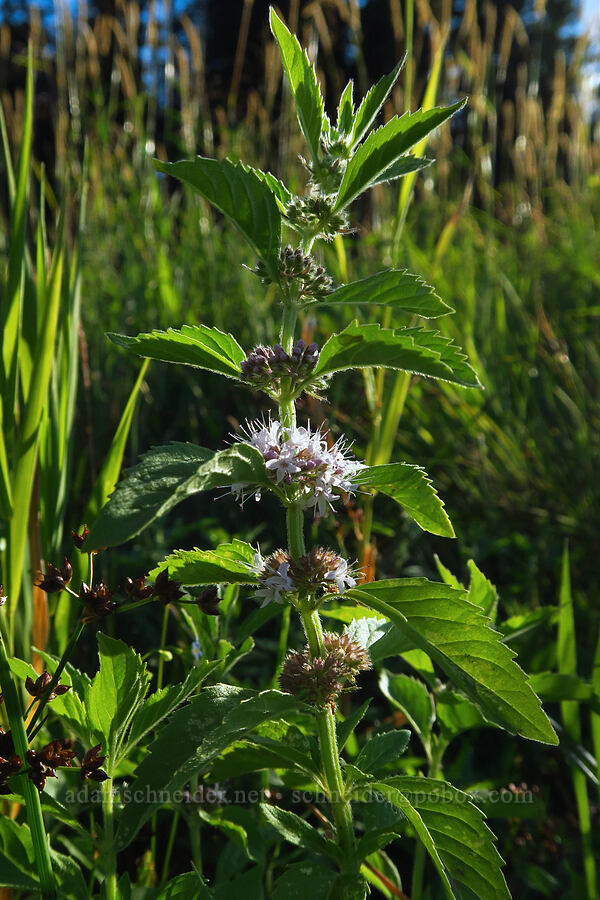 wild mint (Mentha arvensis (Mentha canadensis)) [Trout Lake Natural Area Preserve, Klickitat County, Washington]