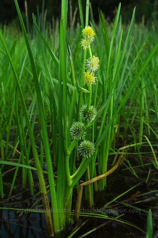 simple-stem bur-reed (Sparganium emersum) [Trout Lake Natural Area Preserve, Klickitat County, Washington]