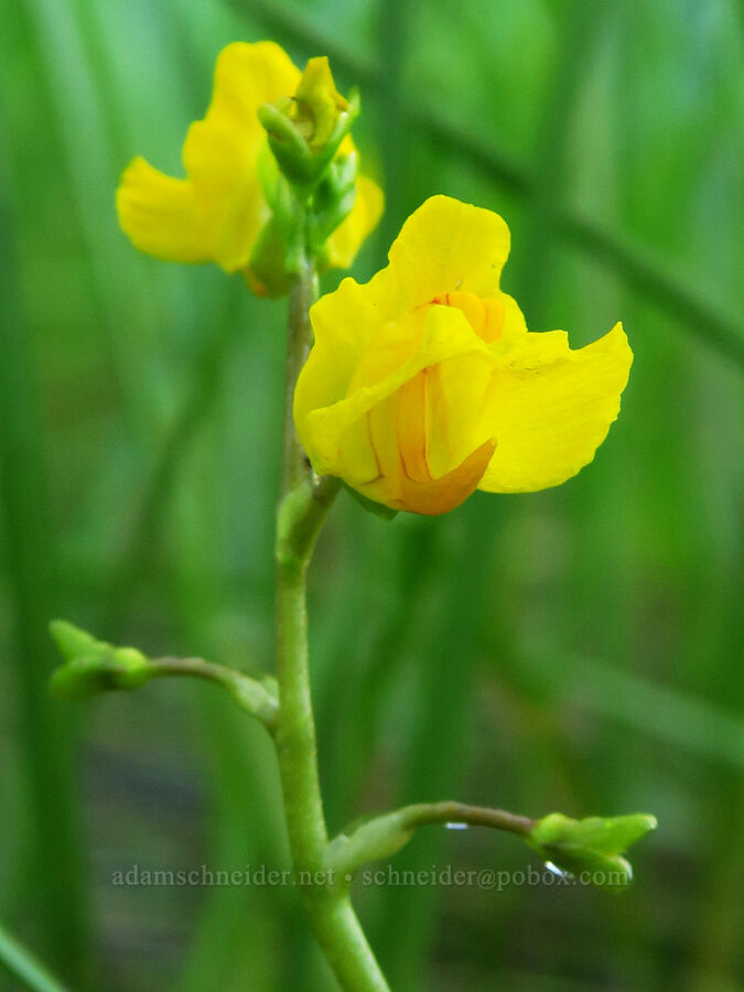 bladderwort (Utricularia macrorhiza (Utricularia vulgaris ssp. macrorhiza)) [Trout Lake Natural Area Preserve, Klickitat County, Washington]