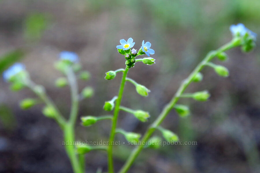 wild forget-me-nots (Myosotis laxa) [Trout Lake Natural Area Preserve, Klickitat County, Washington]