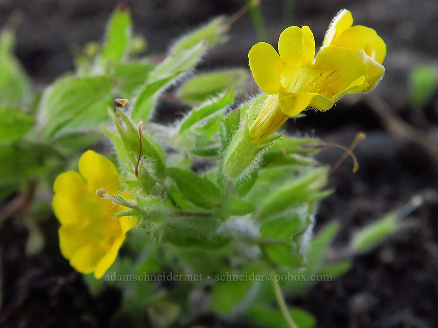 musk monkeyflower (Erythranthe moschata (Mimulus moschatus)) [Trout Lake Natural Area Preserve, Klickitat County, Washington]