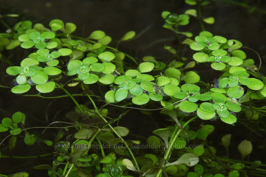 water-starwort (Callitriche sp.) [Trout Lake Natural Area Preserve, Klickitat County, Washington]