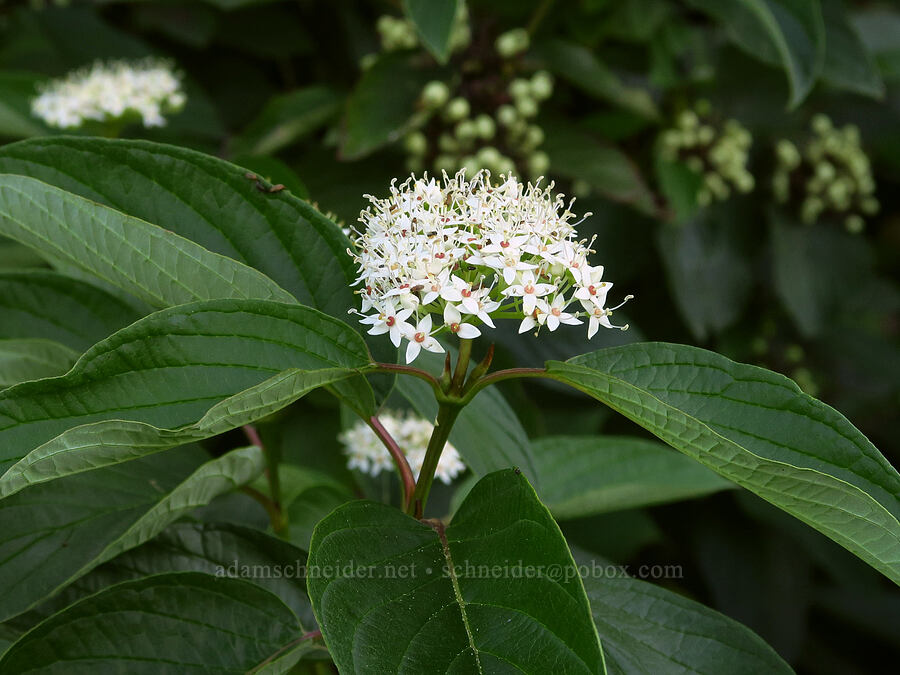 red-osier dogwood (Cornus sericea) [Trout Lake Natural Area Preserve, Klickitat County, Washington]