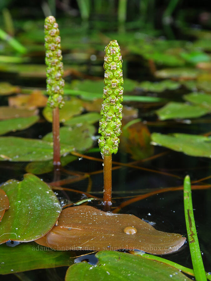 floating-leaf pondweed (Potamogeton natans) [Trout Lake Natural Area Preserve, Klickitat County, Washington]