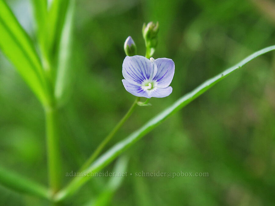 marsh speedwell (Veronica scutellata) [Trout Lake Natural Area Preserve, Klickitat County, Washington]