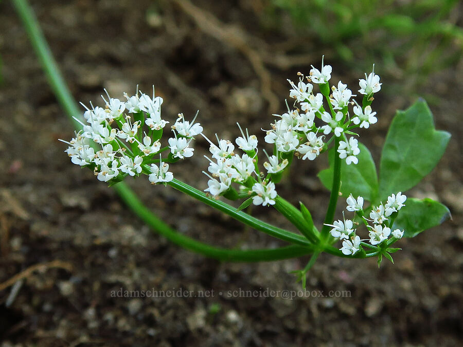 something in the parsley family [Trout Lake Natural Area Preserve, Klickitat County, Washington]