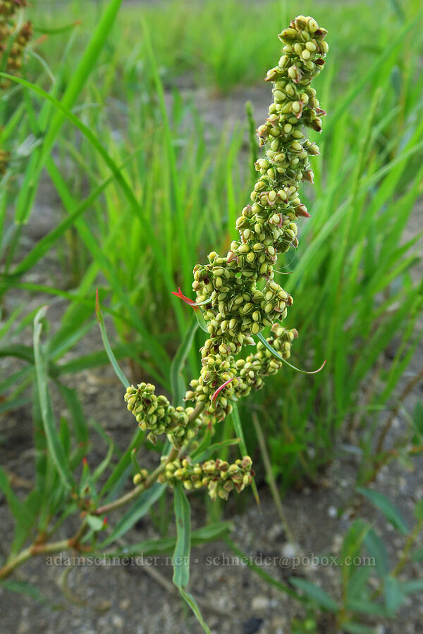 willow dock (Rumex salicifolius) [Trout Lake Natural Area Preserve, Klickitat County, Washington]