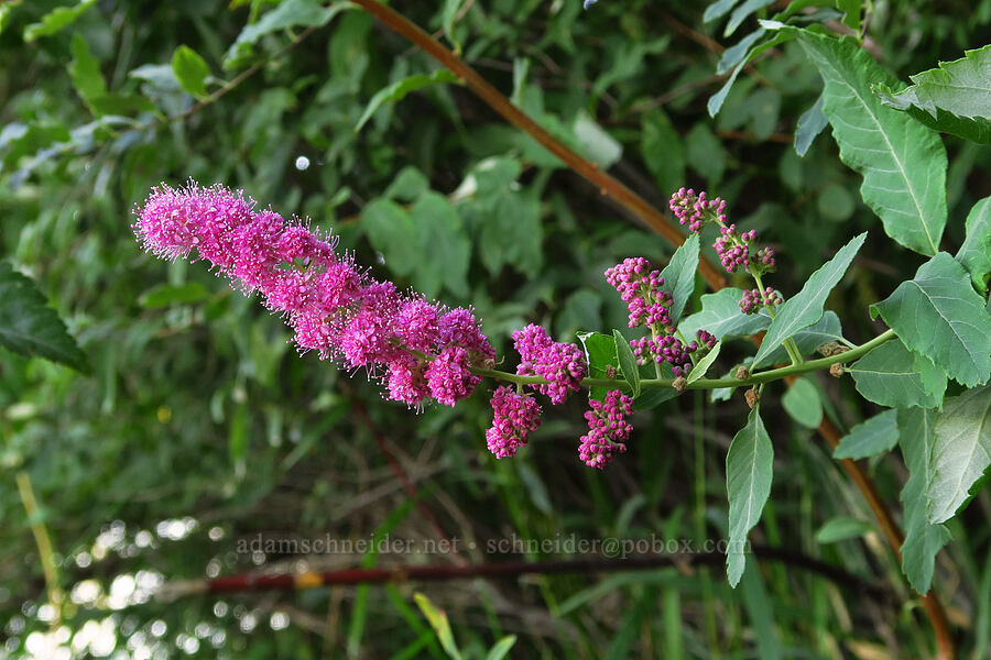 Douglas' spirea (Spiraea douglasii) [Trout Lake Natural Area Preserve, Klickitat County, Washington]