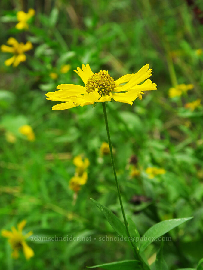 common sneeze-weed (Helenium autumnale) [Chinook Landing Marine Park, Multnomah County, Oregon]