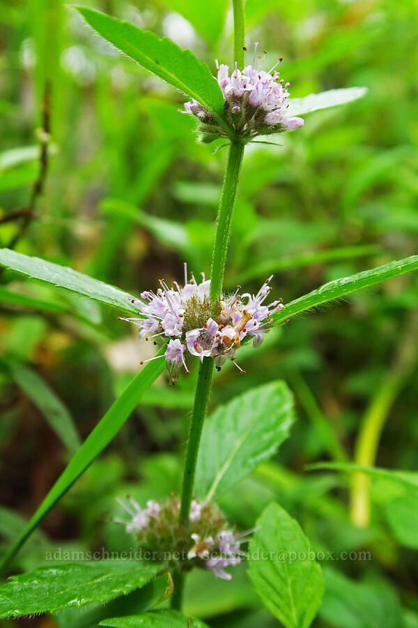 wild mint (Mentha canadensis (Mentha arvensis var. canadensis)) [Chinook Landing Marine Park, Multnomah County, Oregon]