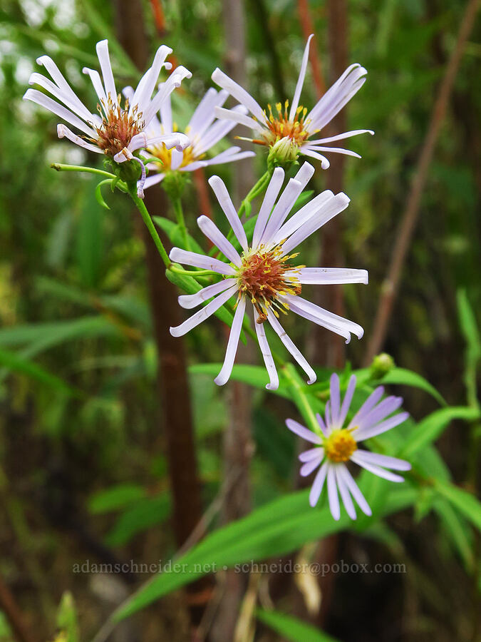 Douglas' aster (Symphyotrichum subspicatum (Aster subspicatus)) [Chinook Landing Marine Park, Multnomah County, Oregon]