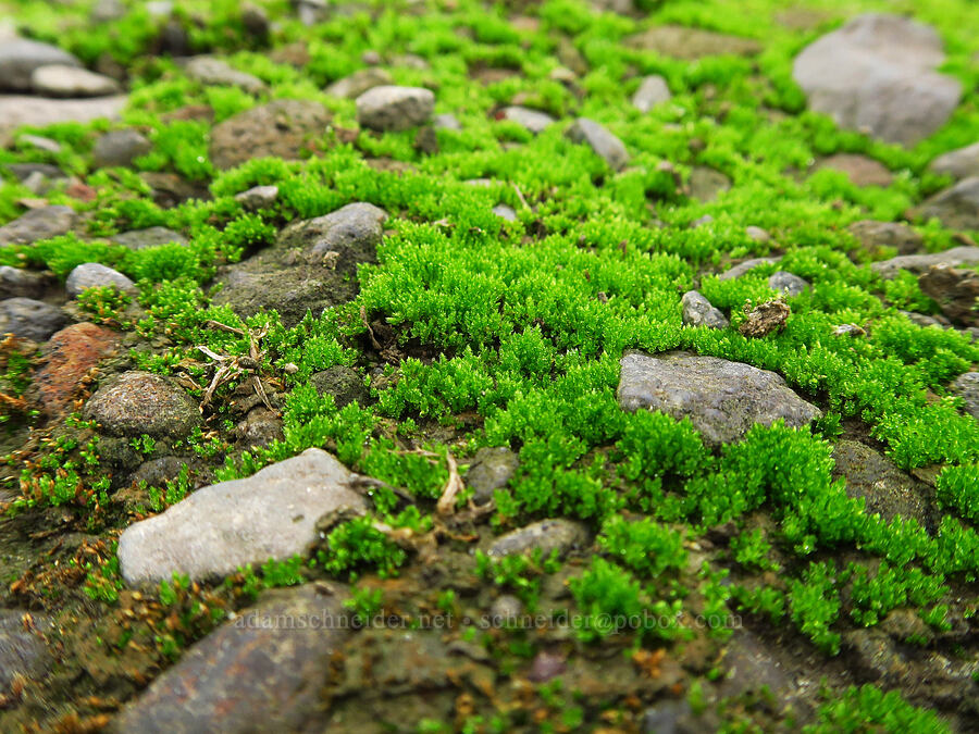 bright green moss [Chinook Landing Marine Park, Multnomah County, Oregon]