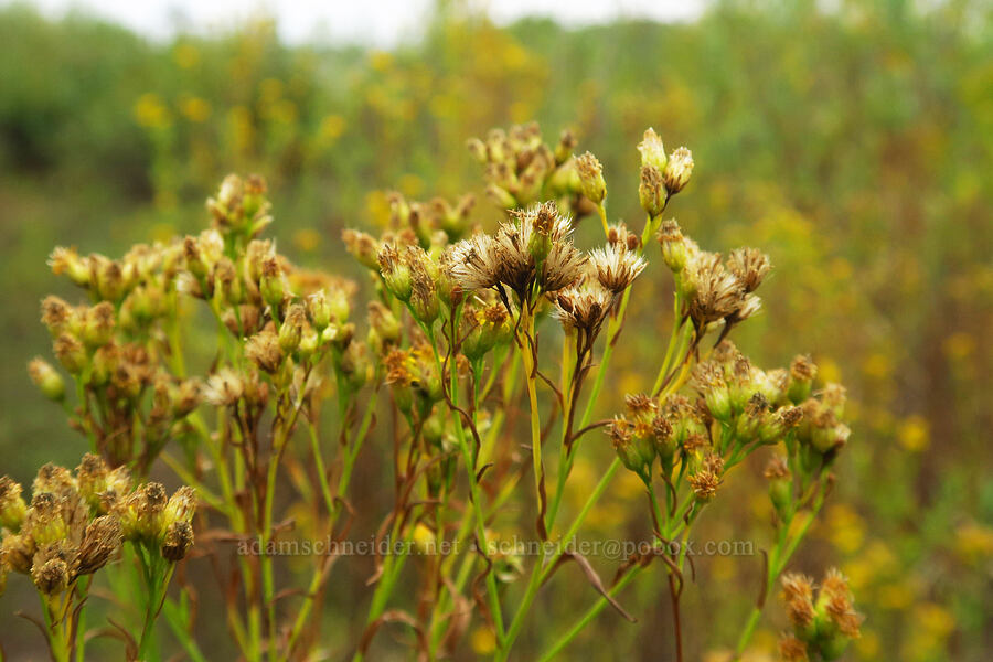 western goldentop/goldenrod, going to seed (Euthamia occidentalis (Solidago occidentalis)) [Chinook Landing Marine Park, Multnomah County, Oregon]