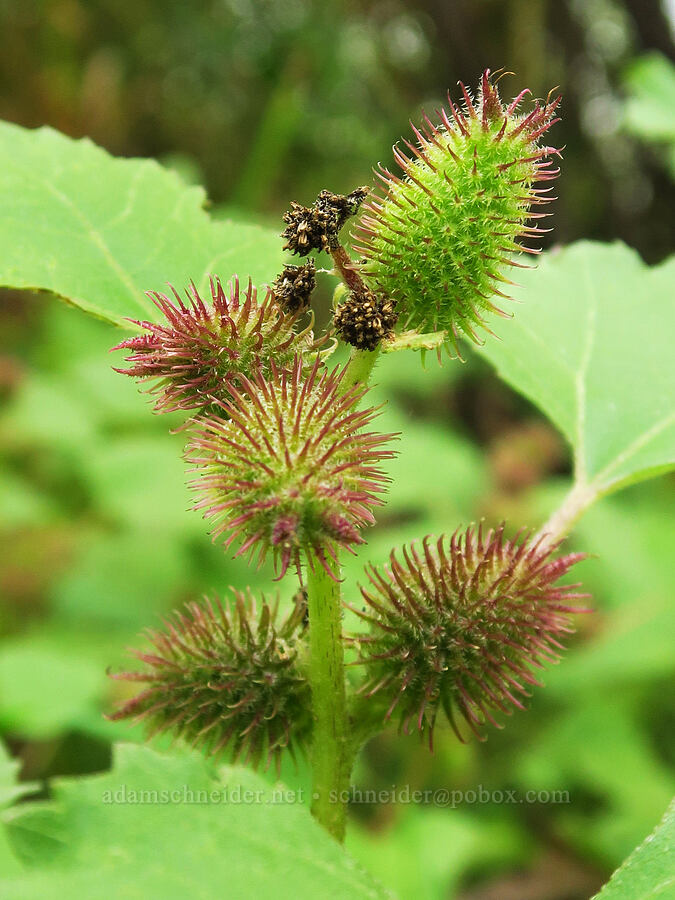 common cocklebur (Xanthium strumarium) [Chinook Landing Marine Park, Multnomah County, Oregon]