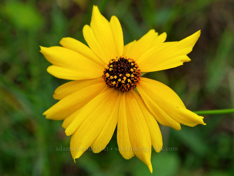 Columbia coreposis (Coreopsis tinctoria (Coreopsis atkinsoniana)) [Chinook Landing Marine Park, Multnomah County, Oregon]