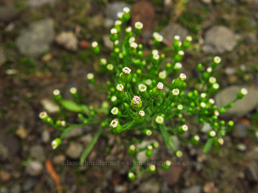 horseweed (Canadian fleabane) (Conyza canadensis (Erigeron canadensis)) [Chinook Landing Marine Park, Multnomah County, Oregon]