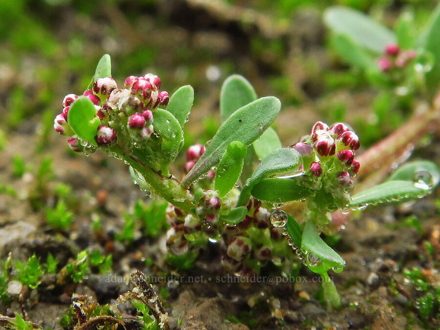 strapwort (Corrigiola litoralis) [Chinook Landing Marine Park, Multnomah County, Oregon]