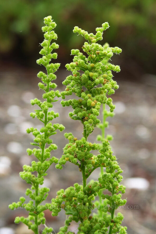 Jerusalem-oak (Dysphania botrys) [Chinook Landing Marine Park, Multnomah County, Oregon]