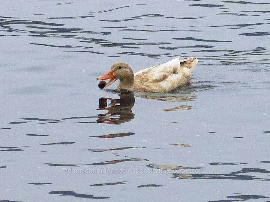 blond mallard duck (Anas platyrhynchos) [Chinook Landing Marine Park, Multnomah County, Oregon]