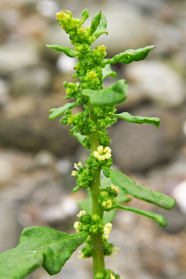 Mexican-tea (Dysphania ambrosioides) [Chinook Landing Marine Park, Multnomah County, Oregon]