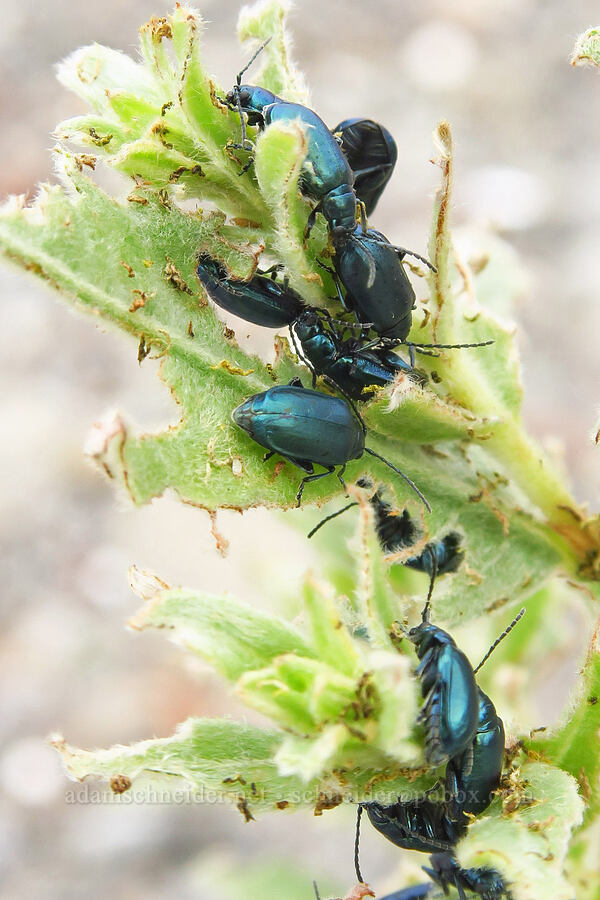 willow flea beetles (Altica bimarginata, Salix sp.) [Chinook Landing Marine Park, Multnomah County, Oregon]