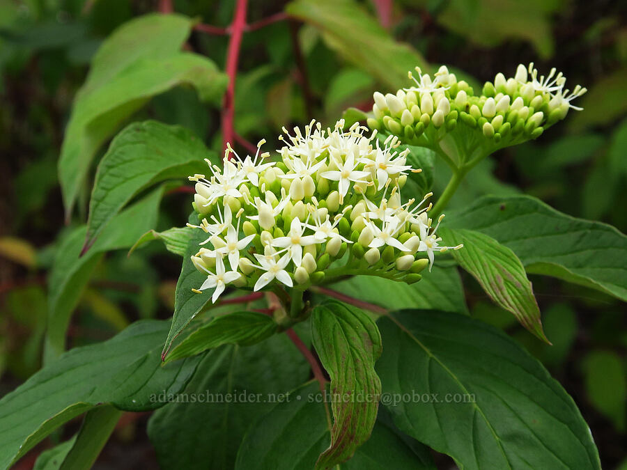 red-osier dogwood (Cornus sericea) [Chinook Landing Marine Park, Multnomah County, Oregon]