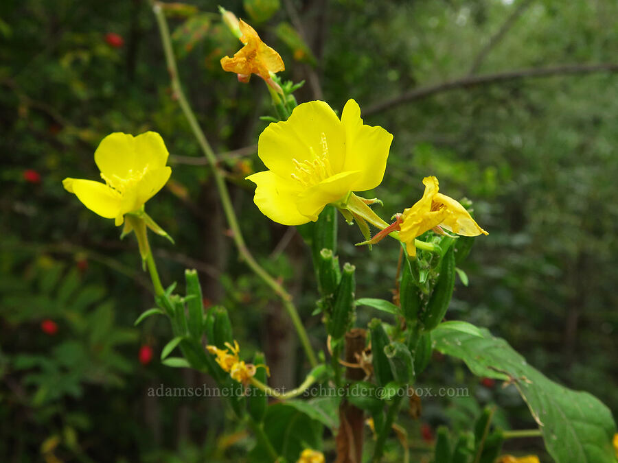 evening-primrose (which?) (Oenothera sp.) [Chinook Landing Marine Park, Multnomah County, Oregon]