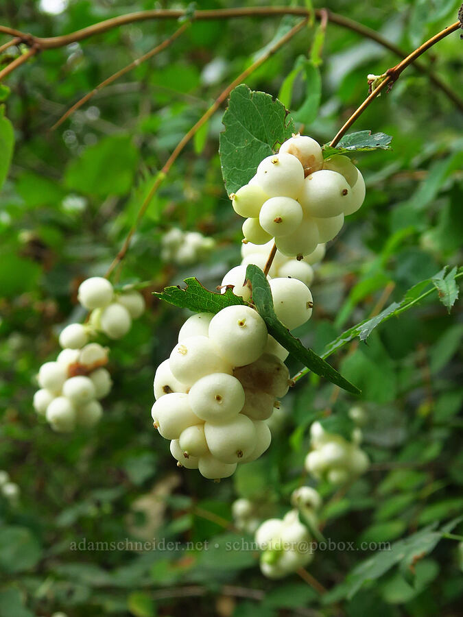 snowberries (Symphoricarpos albus) [Chinook Landing Marine Park, Multnomah County, Oregon]