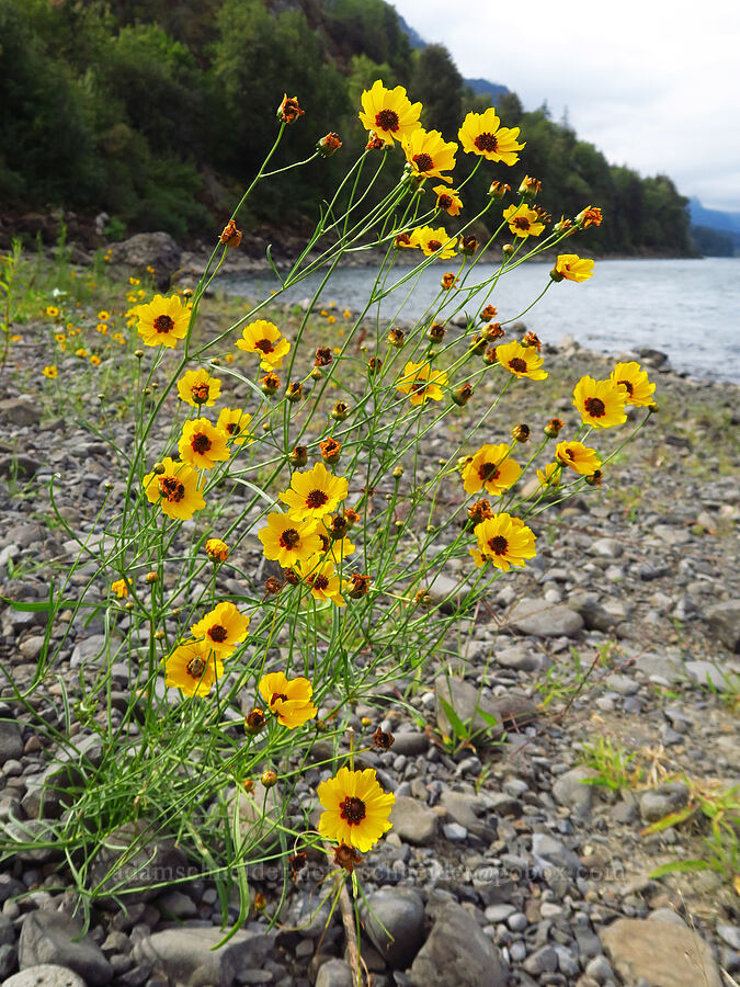 Columbia coreposis (Coreopsis tinctoria (Coreopsis atkinsoniana)) [Tanner Creek Recreation Area, Multnomah County, Oregon]