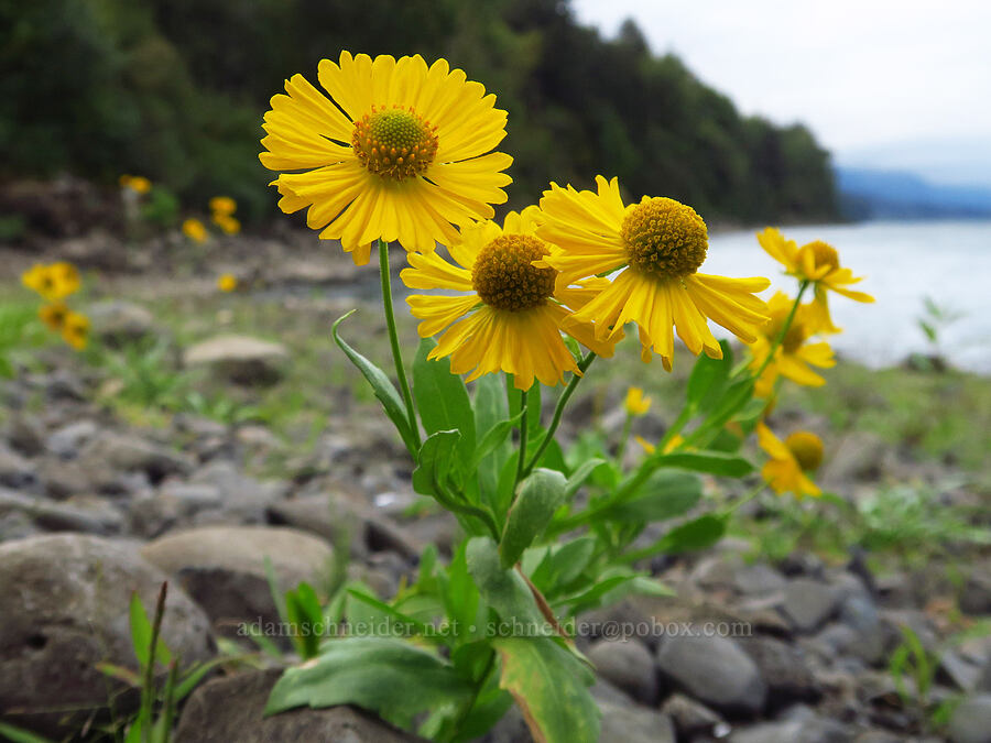 common sneeze-weed (Helenium autumnale) [Tanner Creek Recreation Area, Multnomah County, Oregon]