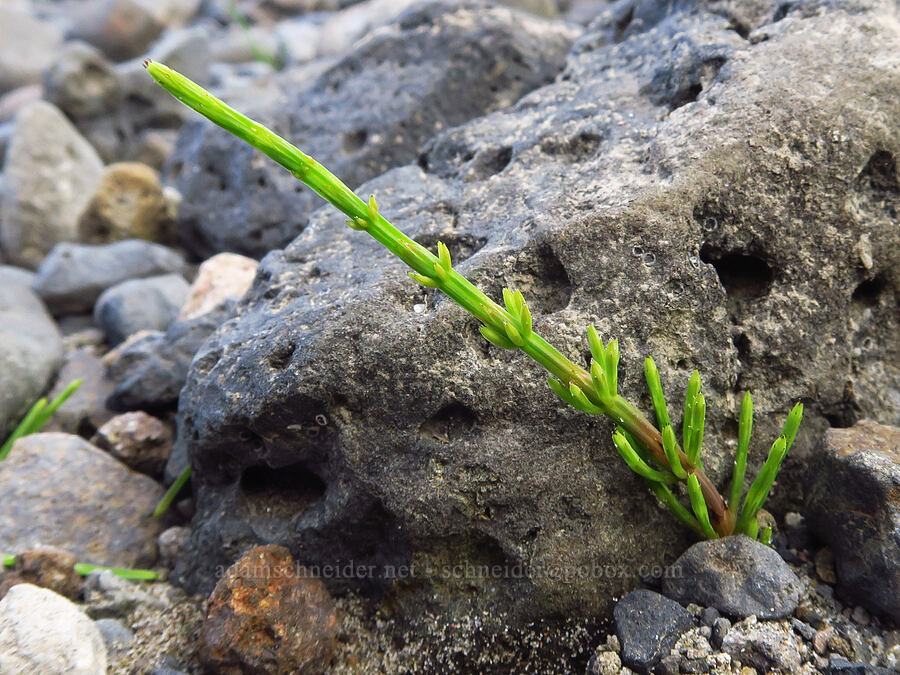 horsetail (Equisetum sp.) [Tanner Creek Recreation Area, Multnomah County, Oregon]