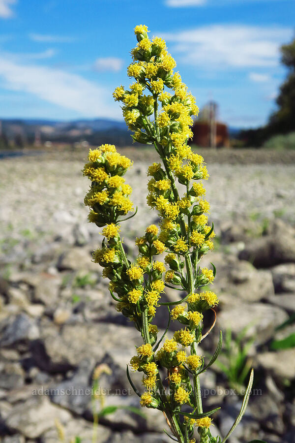 Columbia River sagewort (Artemisia ludoviciana ssp. lindleyana (Artemisia lindleyana)) [Tanner Creek Recreation Area, Multnomah County, Oregon]