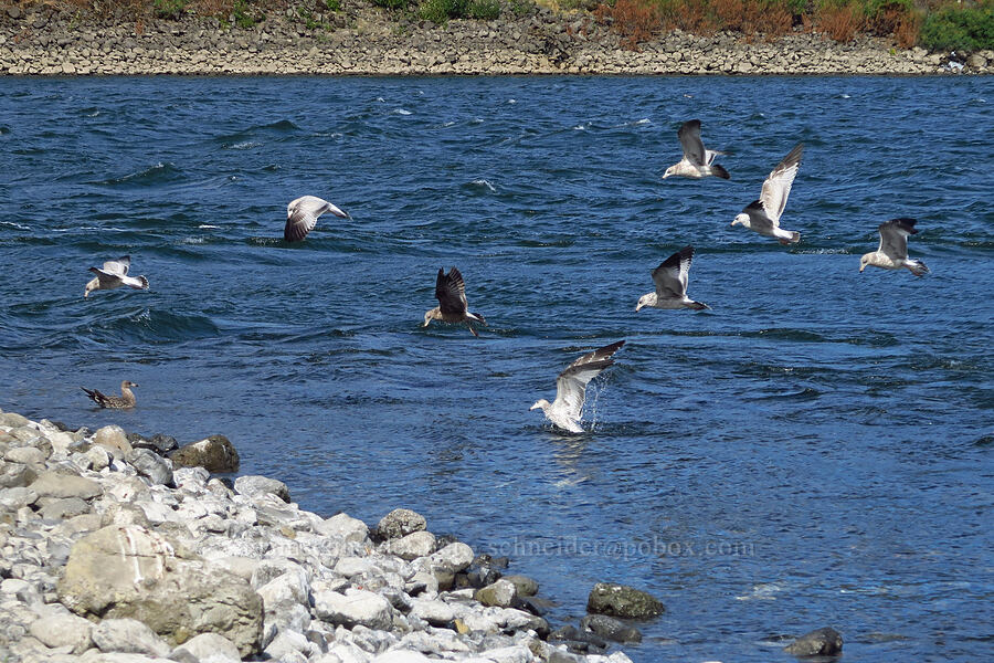 California gulls (Larus californicus) [Tanner Creek Recreation Area, Multnomah County, Oregon]