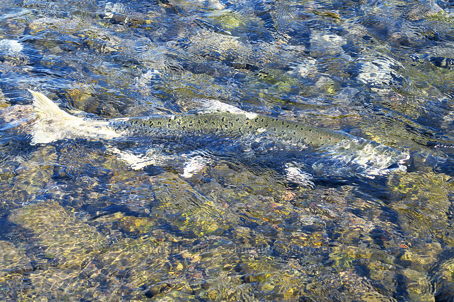 Chinook salmon (Oncorhynchus tshawytscha) [Tanner Creek Recreation Area, Multnomah County, Oregon]