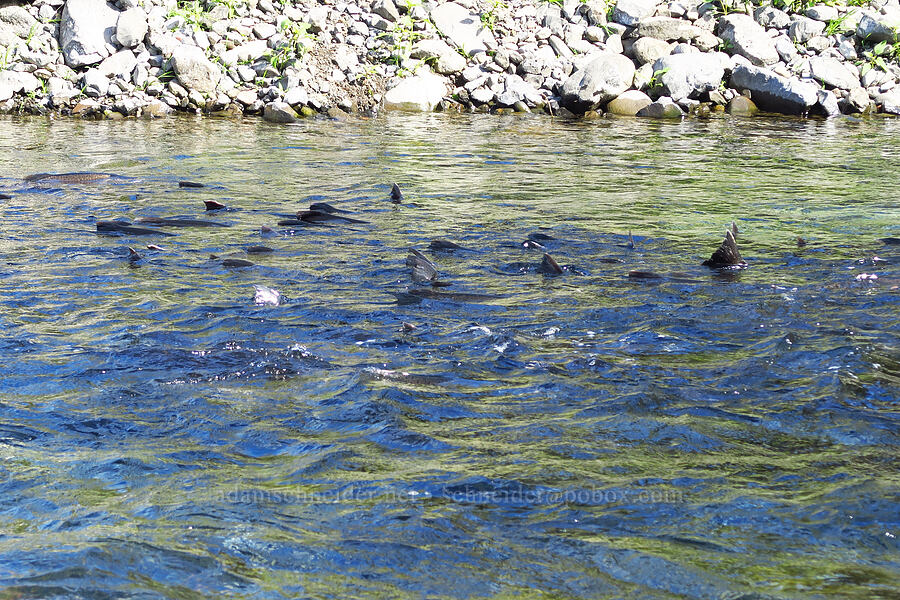 gathering of Chinook salmon (Oncorhynchus tshawytscha) [Tanner Creek Recreation Area, Multnomah County, Oregon]