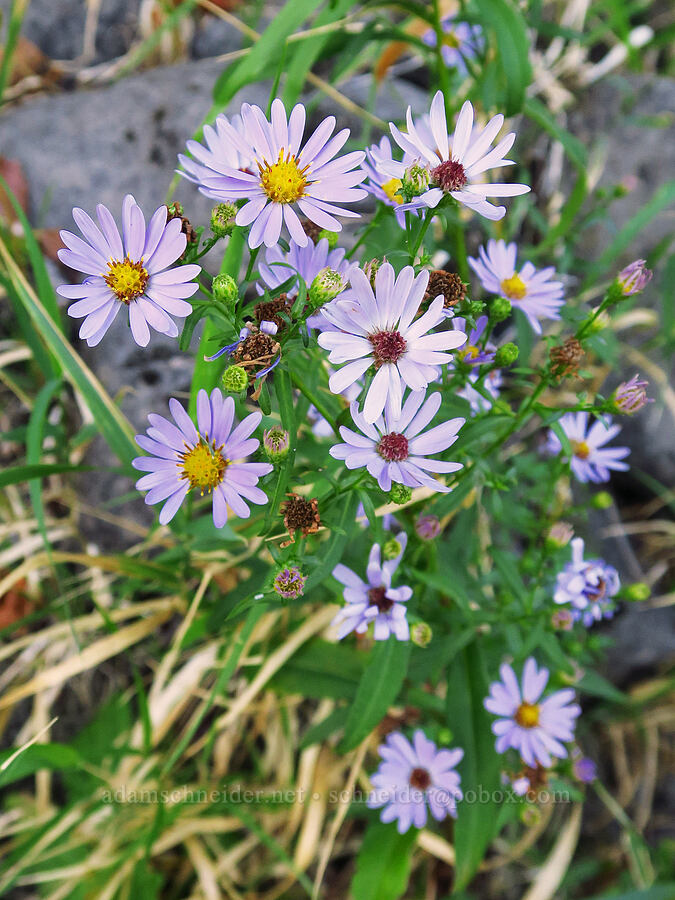 Douglas' aster (Symphyotrichum subspicatum (Aster subspicatus)) [Tanner Creek Recreation Area, Multnomah County, Oregon]