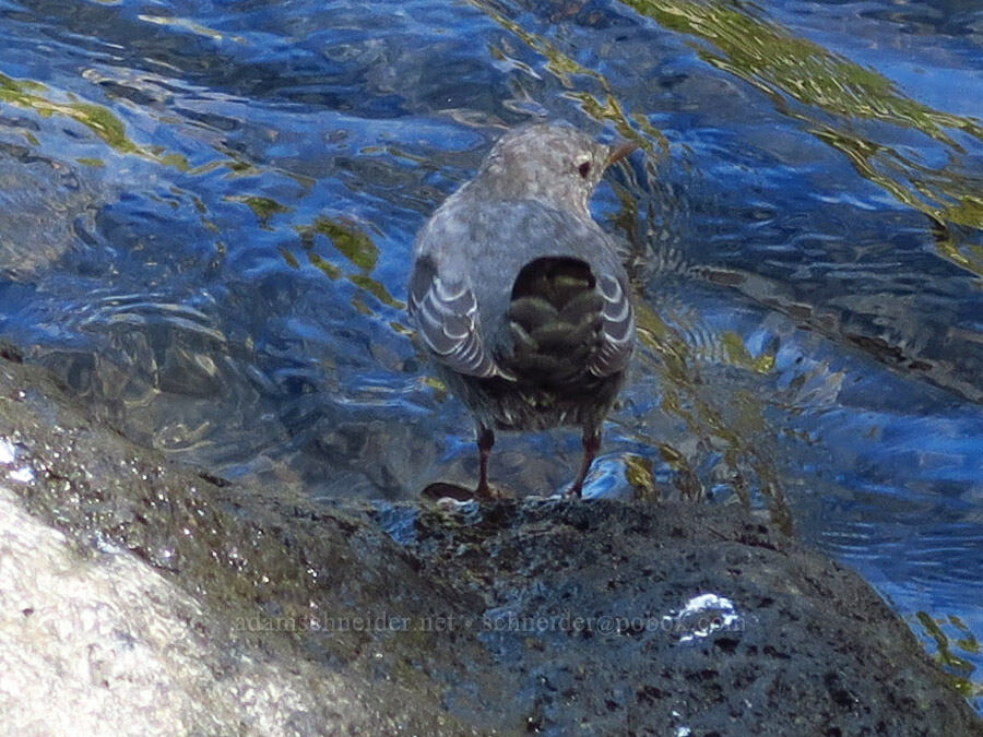 water ouzel (American dipper) (Cinclus mexicanus) [Tanner Creek Recreation Area, Multnomah County, Oregon]