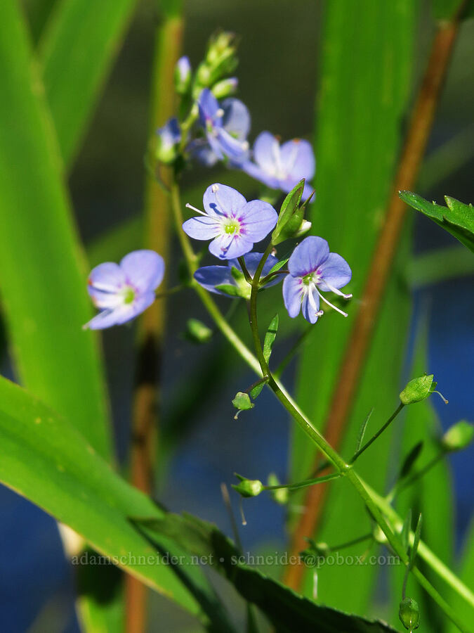 American speedwell (Veronica americana) [Ice House Lake, Skamania County, Washington]