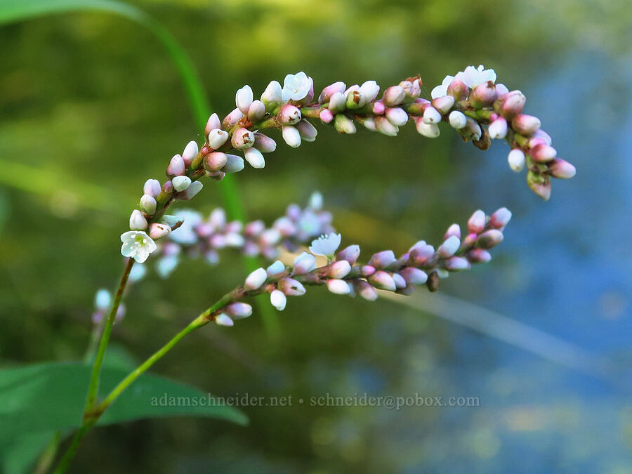 pale smartweed (?) (Persicaria lapathifolia (Polygonum lapathifolium)) [Ice House Lake, Skamania County, Washington]