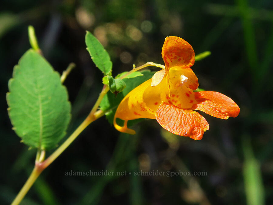 common jewelweed (Impatiens capensis) [Ice House Lake, Skamania County, Washington]