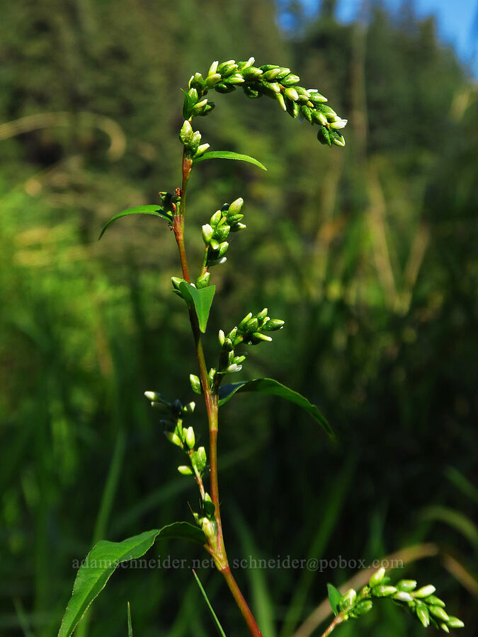 water-pepper smartweed (Persicaria hydropiper (Polygonum hydropiper)) [Ice House Lake, Skamania County, Washington]