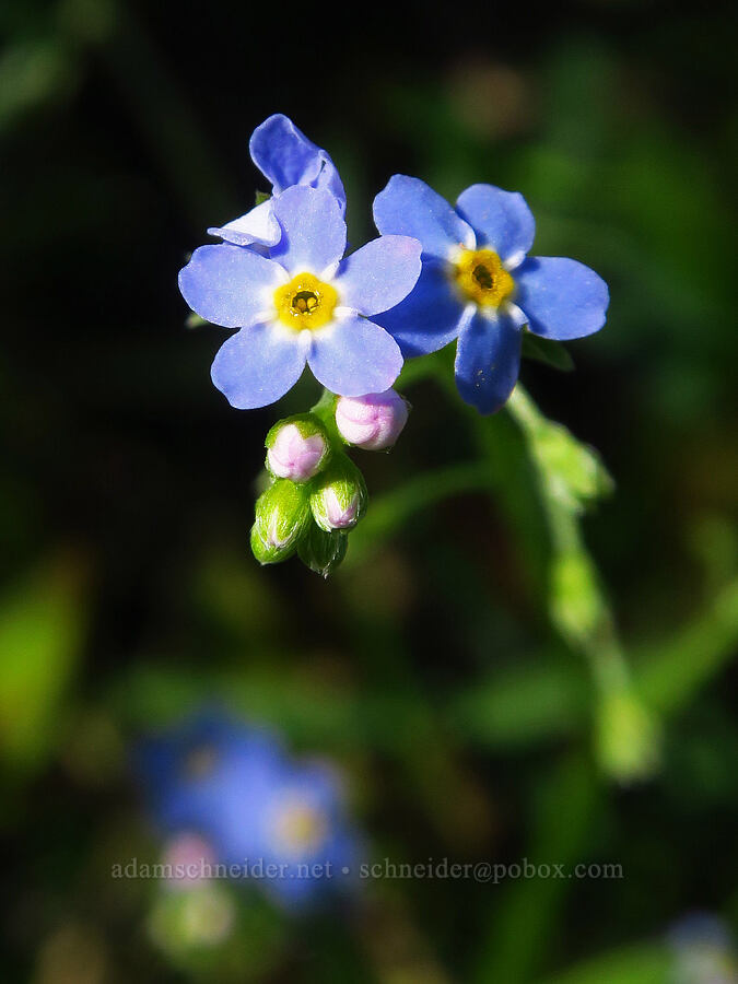 wild forget-me-not (Myosotis laxa) [Ice House Lake, Skamania County, Washington]