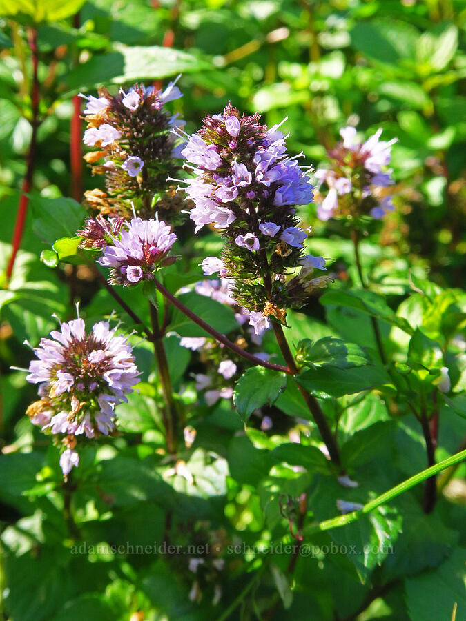 peppermint (Mentha x piperita) [Ice House Lake, Skamania County, Washington]