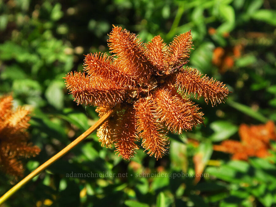 American licorice fruits (Glycyrrhiza lepidota) [Hamilton Island, Skamania County, Washington]