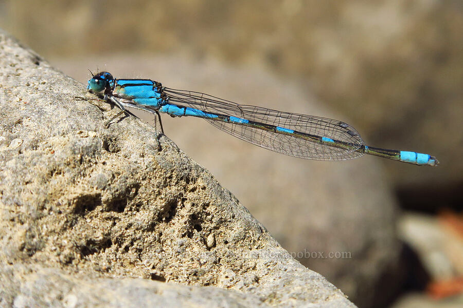 tule bluet damselfly (Enallagma carunculatum) [Hamilton Island, Skamania County, Washington]