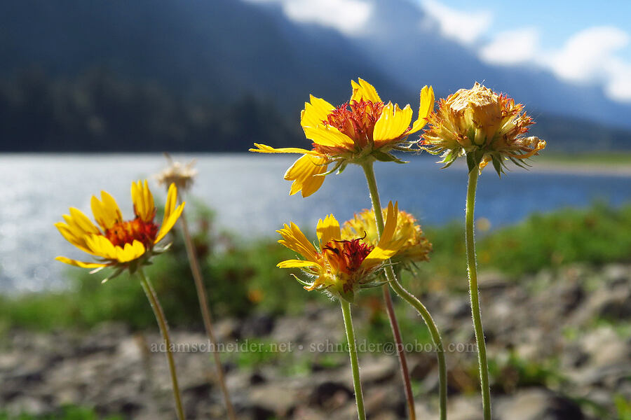 blanketflowers (Gaillardia aristata) [Hamilton Island, Skamania County, Washington]