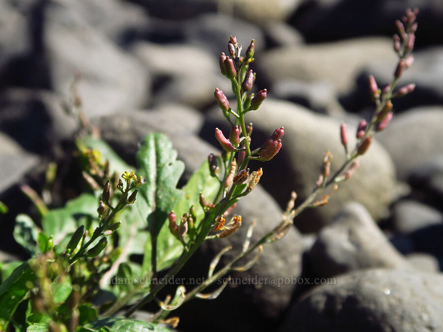 blunt-leaf yellow-cress, going to seed (Rorippa curvipes) [Ives Island, Skamania County, Washington]